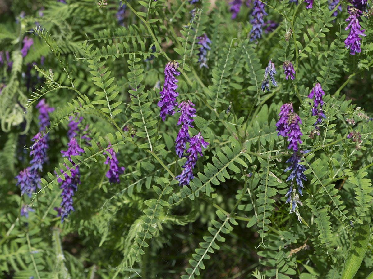 Vicia cracca